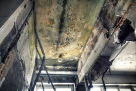 Best Mold Damage Restoration  in San Joaquin, CA